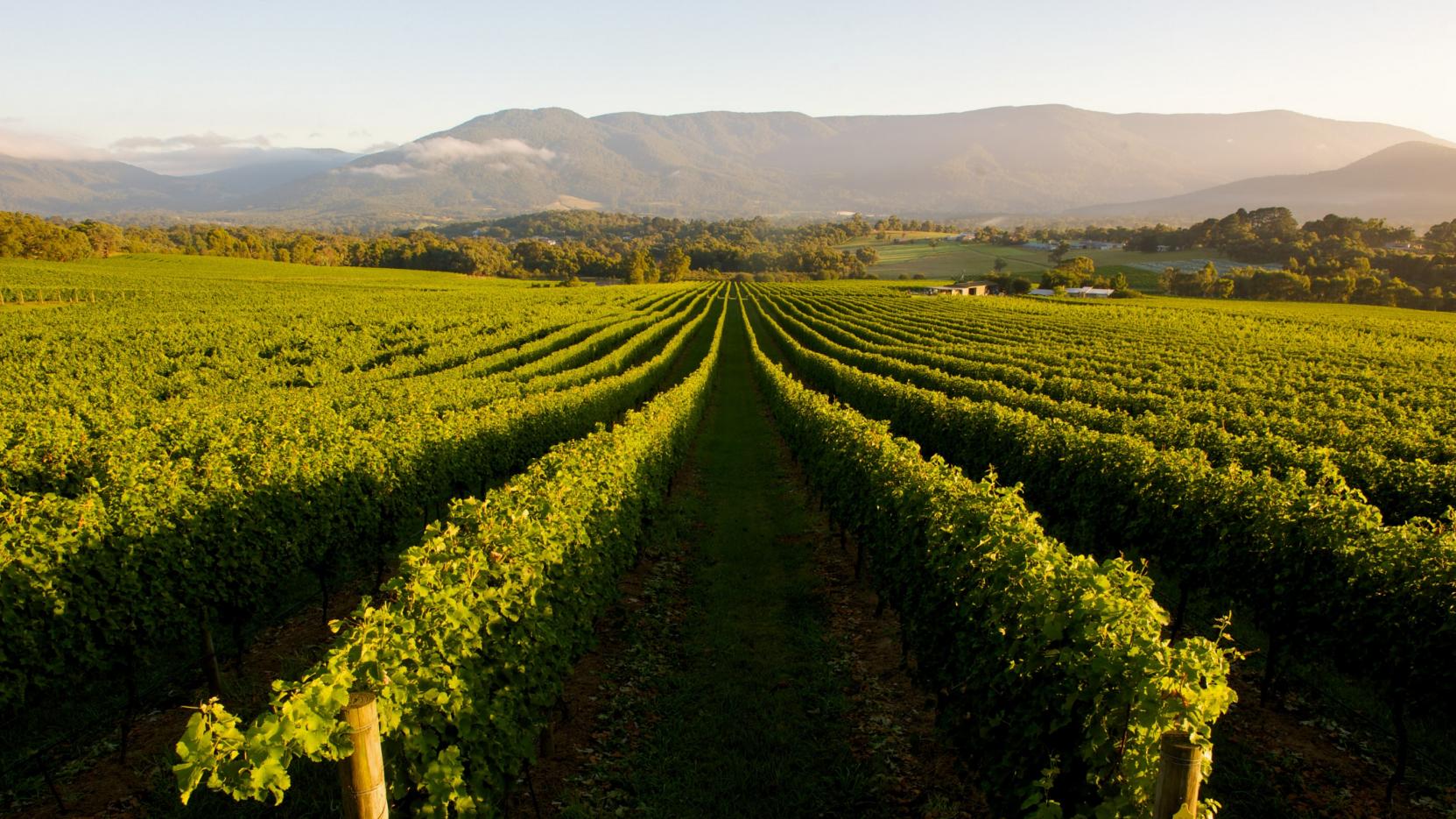 Wineries Around Melbourne – Sparkling Wines and Stellar Scenery