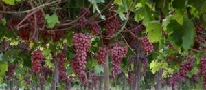red globe grapes